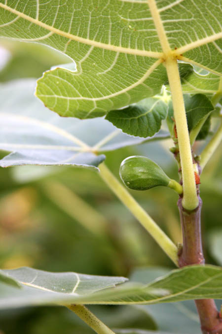 Brand new fig on a fig tree.