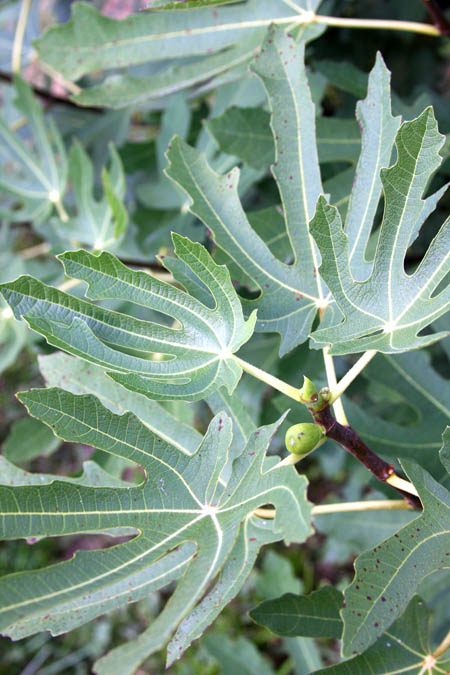 Brand new fig on a fig tree.