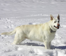 Grace, a solid-white German Shephard, stands in the snow.