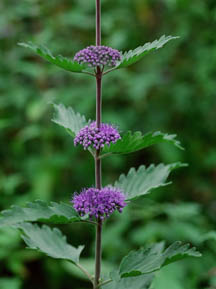 Tall stalk of wildflower with purple petals.