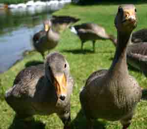 Two inquisitive ducks - Photo Copyright Peter Elvidge found at Dreamstime Stock Photos