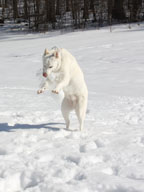 Grace, a solid-white German Shephard, stands in the snow.